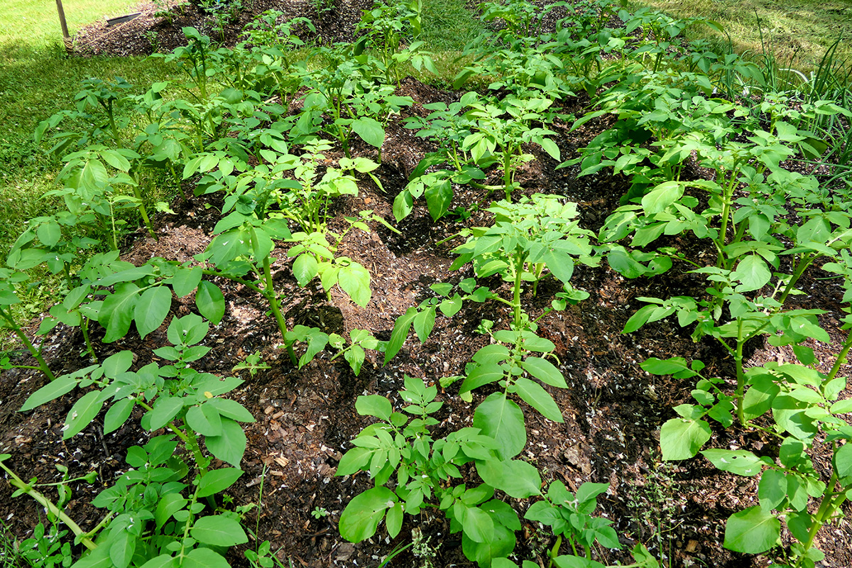 potatoes growing in compost mounds. No dig gardening.