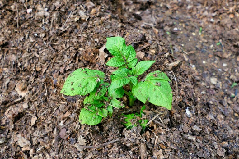Young plant growing through compost mulch. No dig gardening.