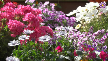 Still image of flowering plants taken from Debi Holland VT