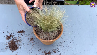 video still of Debi Holland planting a grass in a container