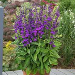Lobelia Starship Blue