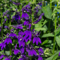 Lobelia Starship Blue