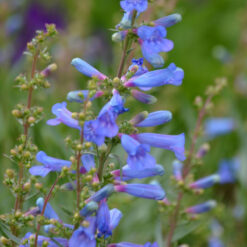 Penstemon Electric Blue