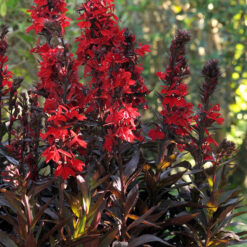 Lobelia Starship Scarlet Bronze Leaf