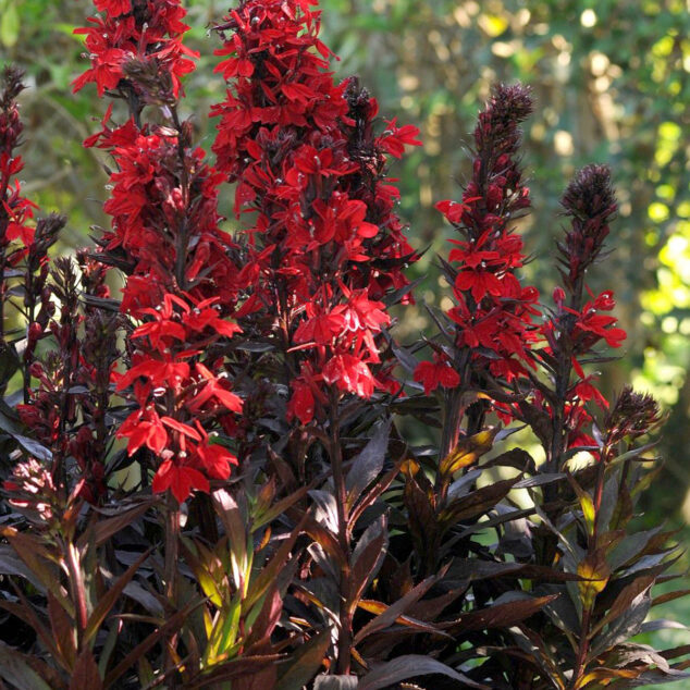 Lobelia Starship Scarlet Bronze Leaf