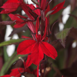 Lobelia Starship Scarlet Bronze Leaf
