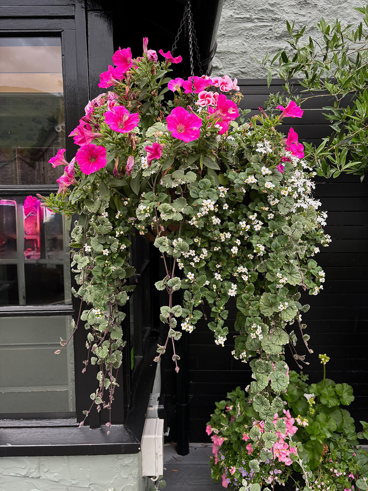 colourful trailing hanging basket