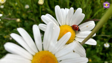 Close up on ox-eye daisies with ladybird