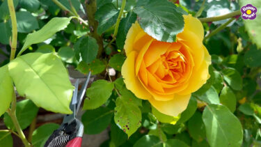 pic of orange rose and pair of snips