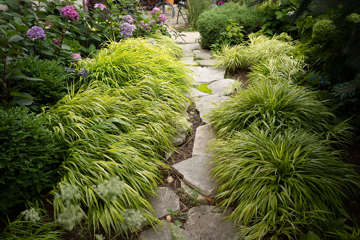 Hakonechloa macra 'Aureola'