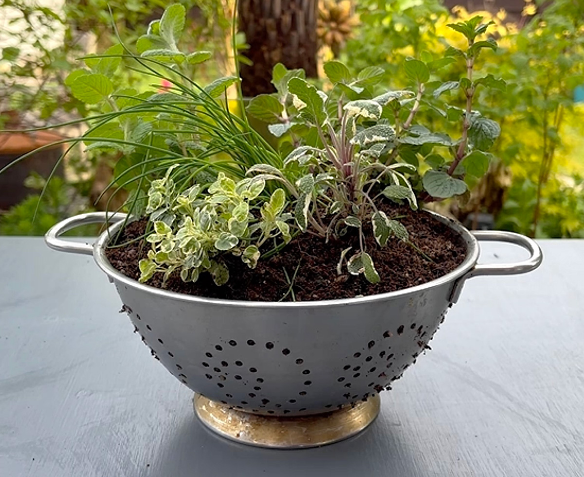 herb colander planter