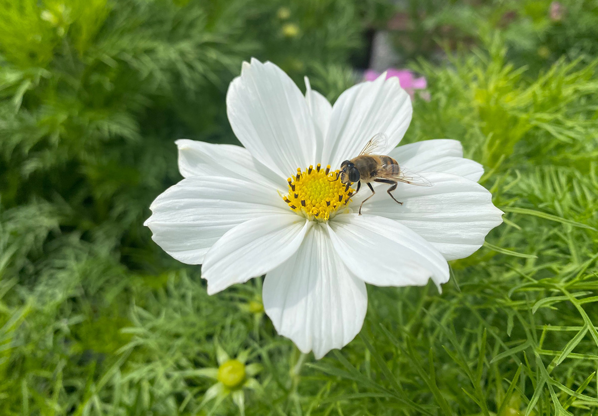 Hoverfly on white cosmos flower