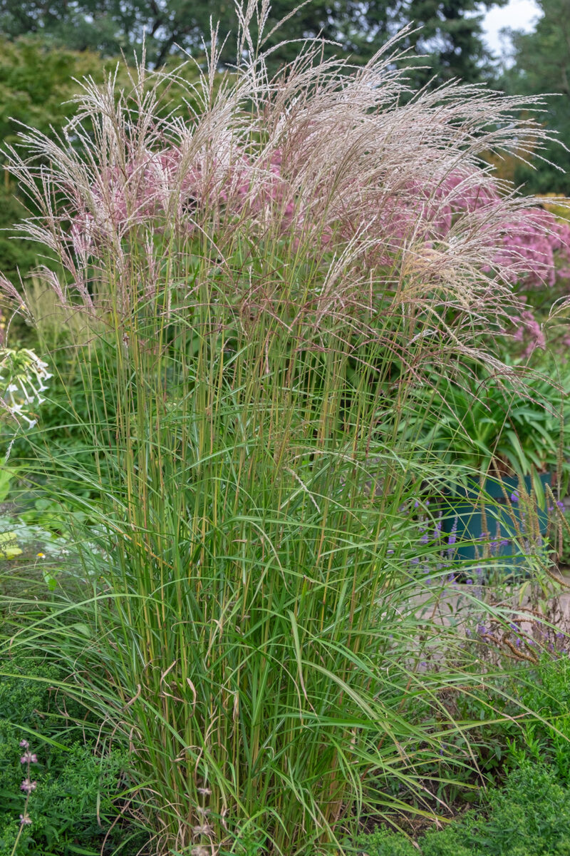 Miscanthus sinensis 'Flamingo'