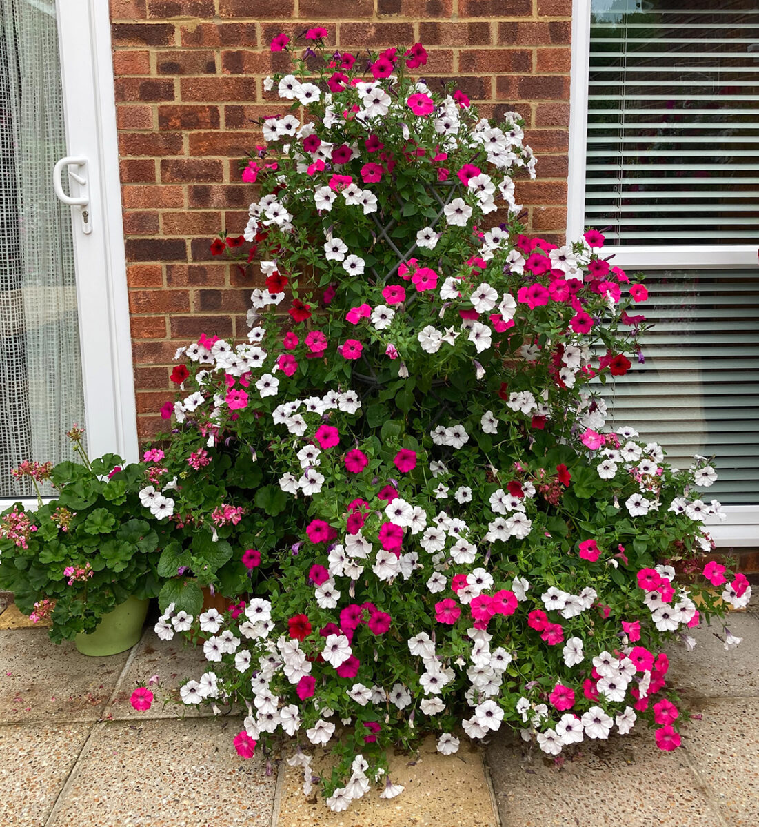 petunia climbing frame