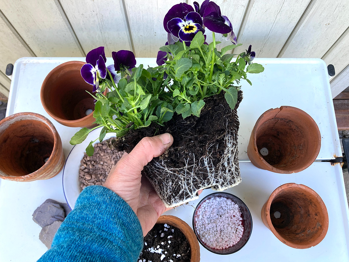 dividing plants for a plant theatre