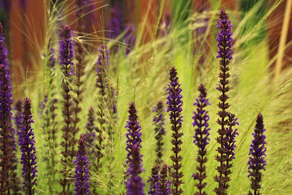 Stipa Tenuissima and salvia caradonna