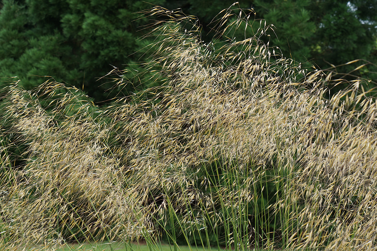 Stipa gigantea