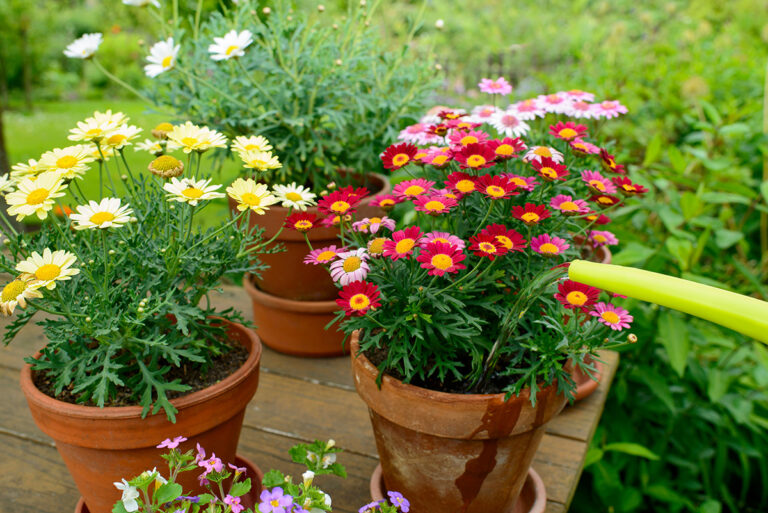 Patio pots being watered