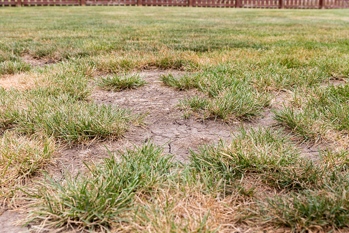 dry cracked lawn