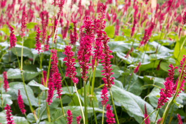 Persicaria amplexicaulis ‘Firetail’