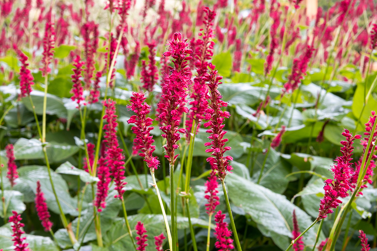 Persicaria amplexicaulis ‘Firetail’