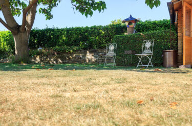 Garden lawn brown from summer drought