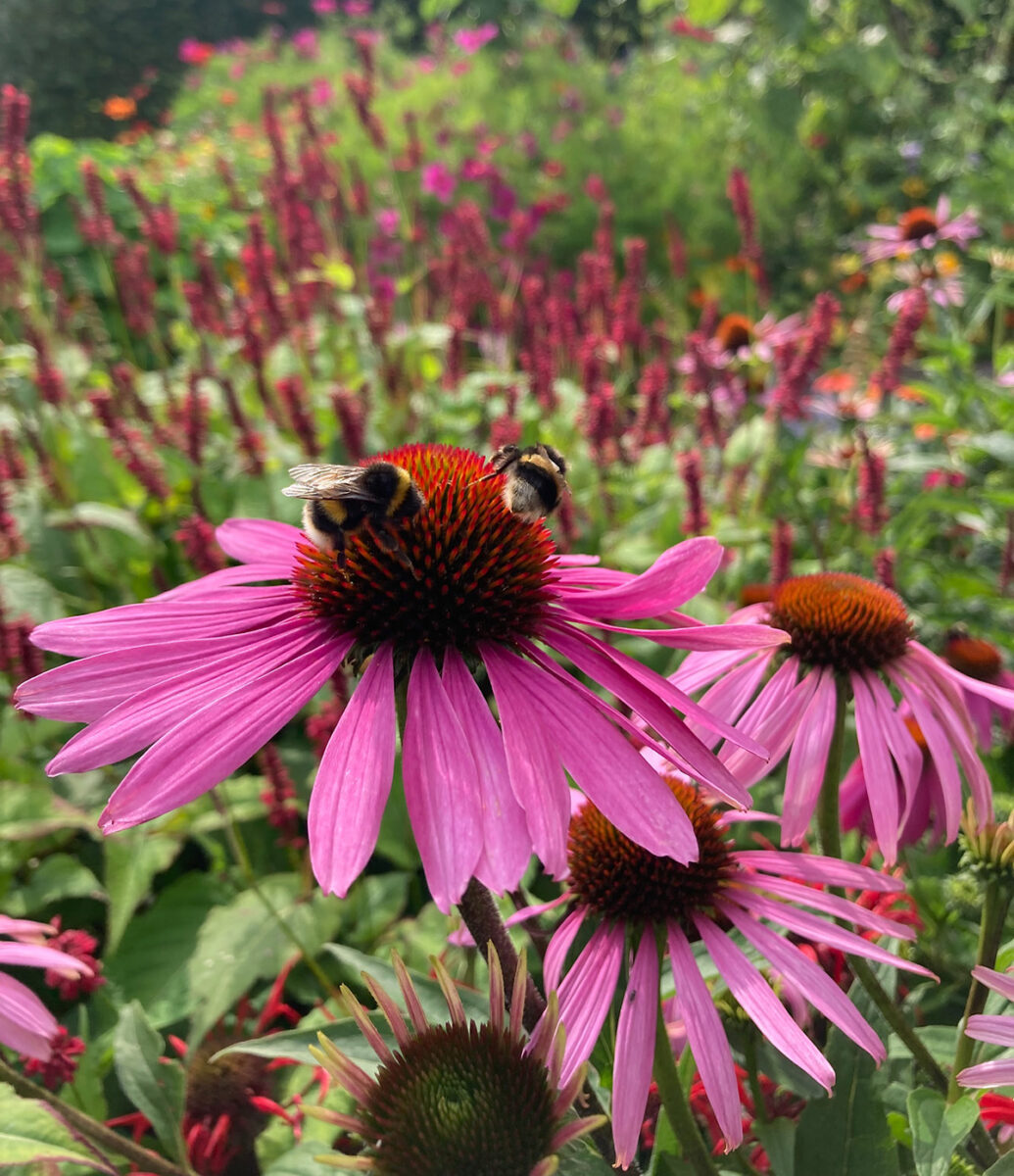 Bees on echinacea flowers