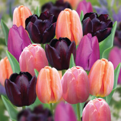 Cutting Garden tulips