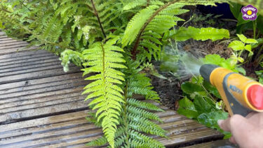 DH How to water plants video still