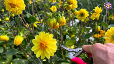 Hand deadheading yellow flower heads