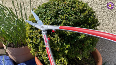 Still from Debi Holland video on Top 5 garden tools