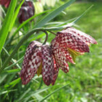 Fritillary Meleagris