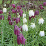 Fritillary Meleagris