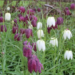 Fritillary Meleagris
