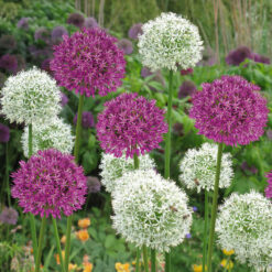 Kings & Queens allium