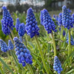 Muscari Armeniacum