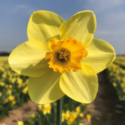 Narcissi Lotherio