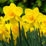 Narcissi Carlton