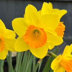 Narcissi Fortune