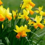 Narcissi Jetfire