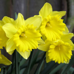 Narcissi Tamara