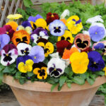 Pansy 'Matrix' Mix