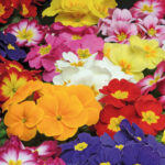 Primrose 'Bonneli' Mix