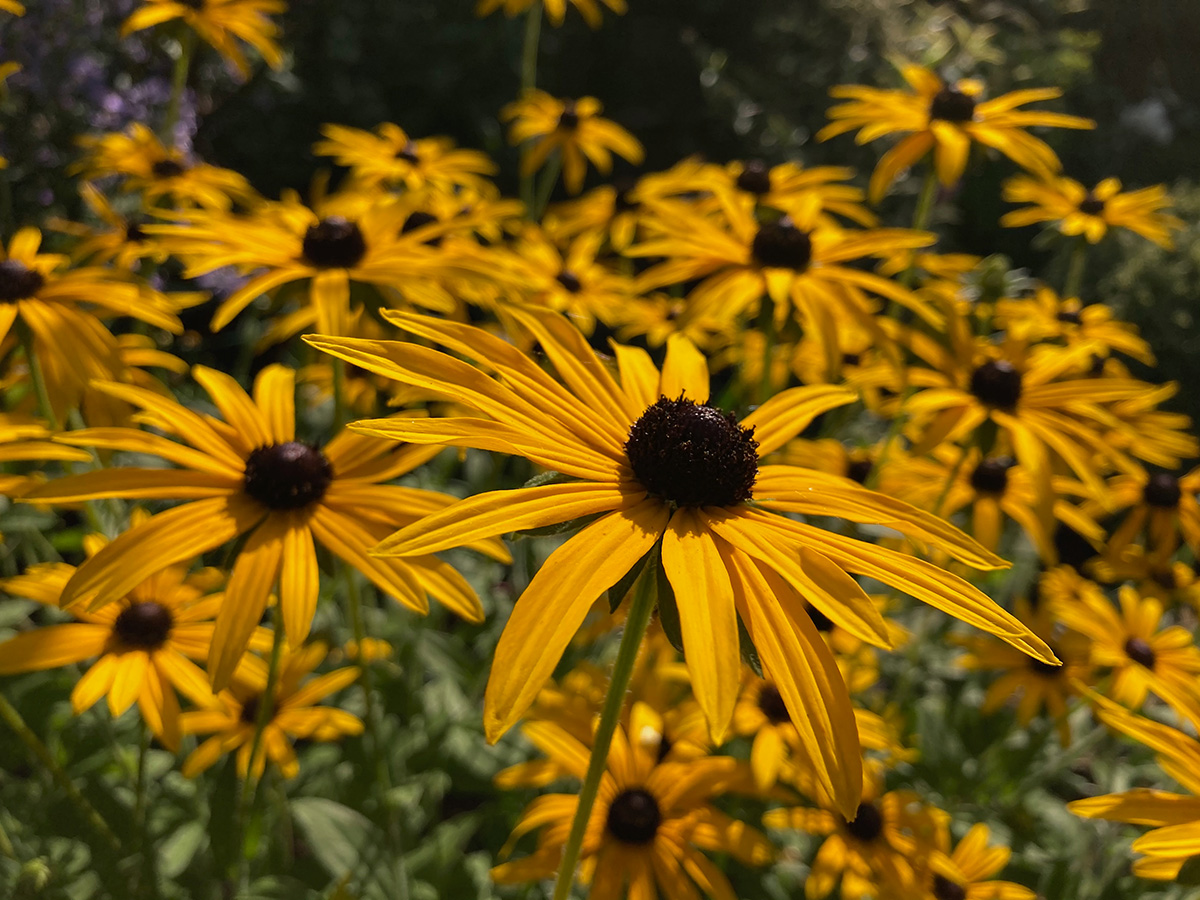 Rudbeckia fulgida var. sullivantii 'Goldsturm'