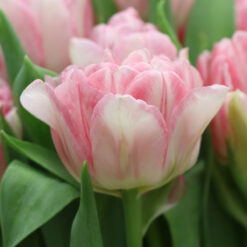 Tulip Finola