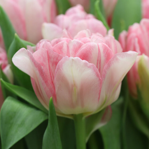 Tulip Finola