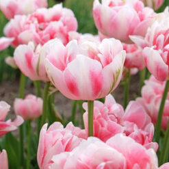 Tulip Finola