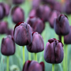 Tulip Queen of Night