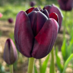 Tulip Queen of Night