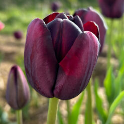 Tulip Queen of Night